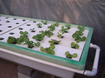  Raft Aquaponics system lettuce progress. | Practical Aquaponics
