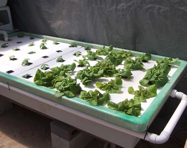 floating raft aquaponics system – lettuce progress
